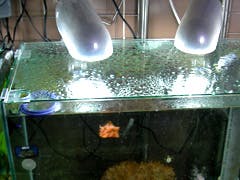 O 様  水槽の天板ガラス