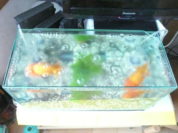 1522 N O様 水槽のふた 製作例 オーダーガラス板 Com 1522 N O様 水槽のふた 製作例 オーダーガラス板 Com